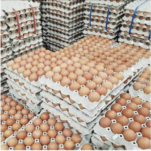 VENTA DE HUEVOS DE GALLINAS FRESCOS PRECIO DESCUENTO - Product Image 5