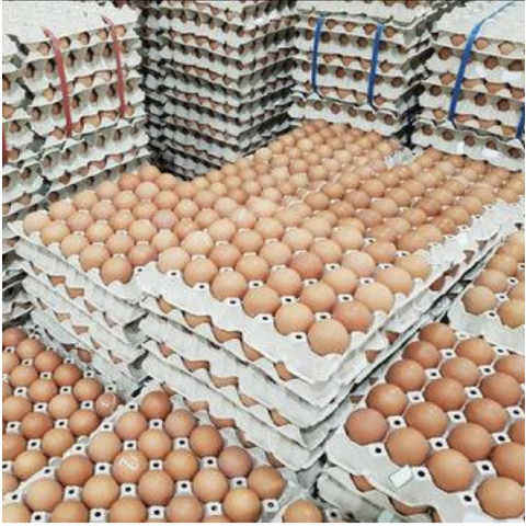 DISCOUNT PRICE FRESH CHICKEN EGGS for SALE
