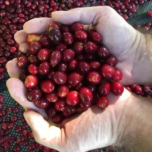 Grãos de café verde Robusta Arabica S16 S18 da Lam Dong Vietnam Café cru de alta qualidade-Embalagem em Massa