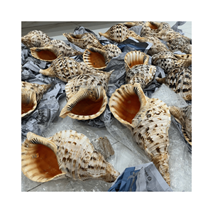 เปลือกหอยทรัมเป็ตแกะสลักตกแต่งเปลือกหอยวัสดุ: เปลือกหอยที่ถูกตัดแต่งใช้: การตกแต่งภายในแบบทะเลต้นกำเนิด: ทำด้วยมือของเวียดนาม - Product Image 2