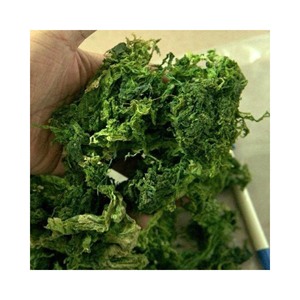 Good Quality Irish <b>Moss</b> / Purple Unsalted Sea <b>Moss</b> / Kappaphycus Alvarezii for Vegan Organic From Vietnam Supplier - Product Image 2