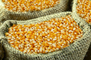 Maíz Amarillo Seco Sin OMG - 100% Puro y Natural, Alto en Proteínas, Bolsas de PP de 25/50 kg - Product Image 5