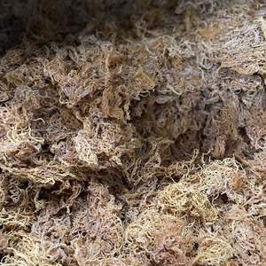 BEST PRODUCT DRIED SEAMOSS NATURAL FLAVOR PURE - Product Image 1