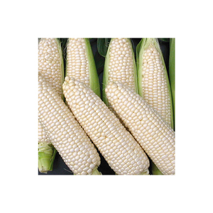 Maíz blanco OGM de primera calidad con altos niveles de almidón para fabricantes de alimentos y piensos - Product Image 5