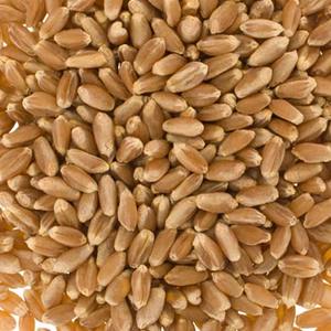 Offre en vrac de blé d'hiver rouge dur frais et propre Blé d'hiver rouge dur d'excellente qualité pour la cuisson - Product Image 1