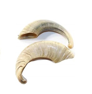 Paires de cornes de mouton décoratives pour la maison, l'hôtel, les mariages, 100% faites à la main, de la meilleure qualité et fabriquées par un fabricant, cornes de mouton naturelles - Product Image 5
