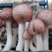 Agaricus Blazei Origine Vietnam Prix bon marché de Agaricus Blazei Agaricus Blazei Fresh - Product Image 4