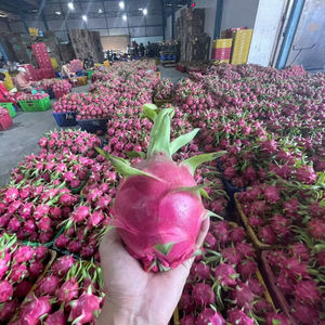 Fruta del Dragón fresca de Vietnam Proveedor de alta calidad para importadores en India y países del Golfo - Product Image 1