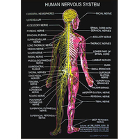 Ensemble de cartes d'anatomie humaine couvrant divers sujets, imprimées sur du Rexin noir, personnalisables OEM, taille 75x100cm