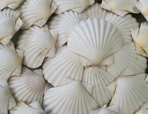 เปลือกหอยพัดงานฝีมือคุณภาพสูง2024ค้นพบสิ่งที่สมบูรณ์แบบสำหรับงานฝีมือตกแต่งและอื่นๆ - Product Image 3