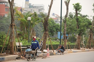 แท่งไม้รองรับการปลูก-ต้นไม้รองรับการเจริญเติบโตของพืช - Product Image 6