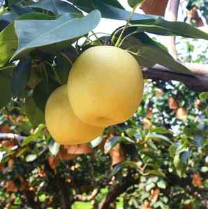 Nouvelle récolte <span class=keywords><strong>de</strong></span> poires Ya fraîches provenant des jardins du Hebei avec des poires fraîches à bon prix Ya chinoise/Early Su/Shandong/Crown Pear - Product Image 5