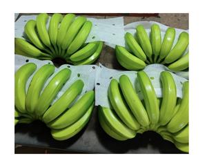 กล้วยเขียวควันดิชสดพรีเมี่ยมของเวียดนามสําหรับขายโลโก้ที่กําหนดเองจากเวียดนามด้วยราคาที่แข่งขันได้สําหรับการส่งออก - Product Image 3