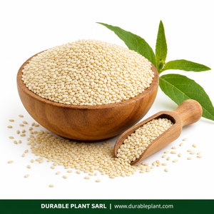 Graines de sésame blanc 100% naturelles, brutes, non décortiquées, de haute qualité, origine Afrique de l'Ouest, export en vrac - Product Image 3