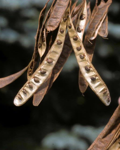 Fruit de l'arbre de la fortune noir 100% naturel, approvisionnement direct d'usine - Product Image 5