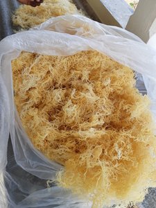 Musgo Marino Seco Natural Vietnamita a Granel (Eucheuma Cottonii) Musgo Marino Premium para Aplicaciones Alimentarias - Product Image 6