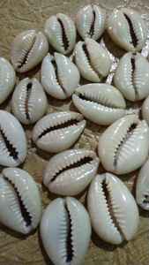 Conchas de cauri secas y pulidas de Vietnam, pequeñas conchas blancas naturales, limpias y vacías, adecuadas para la exportación global - Product Image 5