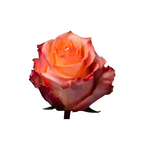 Weltweite Lieferung Beste Qualität Ecuador Rose Twilight Natürliche frische Blumen Long Stem Cut Rosen für die Hochzeit