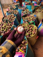 Vietnam Tropische Verse Mangosteen Met Hoge Kwaliteit En Goede Groothandelsprijs Voor Het Exporteren
