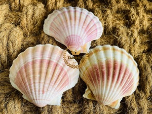 Conchas Marinas Blancas Naturales al por Mayor, Hermosas Conchas para Decoración de Vietnam - Product Image 3