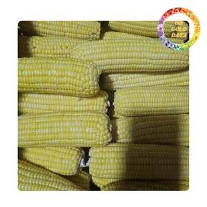 Maïs sucré surgelé | Prêt à cuire | Origine vietnamienne - Product Image 3