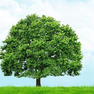 Cây mô hình thu nhỏ cho mô hình thực tế làm mô hình bố trí tàu - Product Image 1