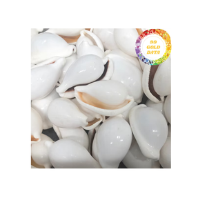 White Cowsie Egg <b>Shell</b> premium quality <b>shells</b> for handmade jewelry <b>bracelets</b> necklaces and ornaments Vietnam - Product Image 2