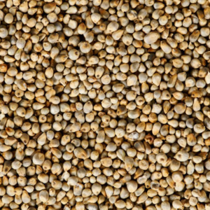Millet perlé jaune sans OGM Superfood Grains biologiques de qualité supérieure Sans gluten Riche en nutriments à haute teneur en protéines Nouvelle culture Faible humidité - Product Image 1