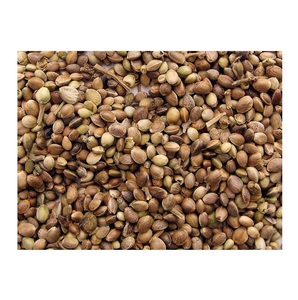 Semillas de cáñamo a granel de alta calidad para exportación - Product Image 6