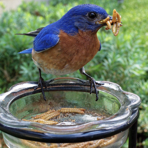 Gusanos vivos ricos en nutrientes para alimentación animal/Katty - Product Image 5