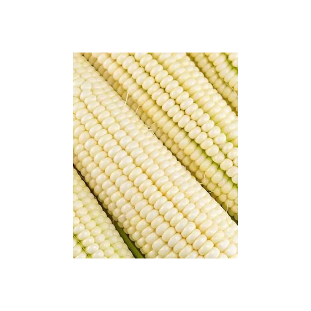 Gedroogde Zoete Witte Maïs Prijs Witte Maïs Gele Maïs 50Kg Per Zak 25Ton 15 Dagen Gele Maïs Diervoeder