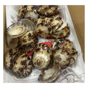 เปลือกหอยทะเลลิมเพตจากเวียดนามทำความสะอาดแบบธรรมชาติสำหรับโครงการ DIY เครื่องประดับตกแต่งงานศิลปะขายส่งราคาดีที่สุด - Product Image 3