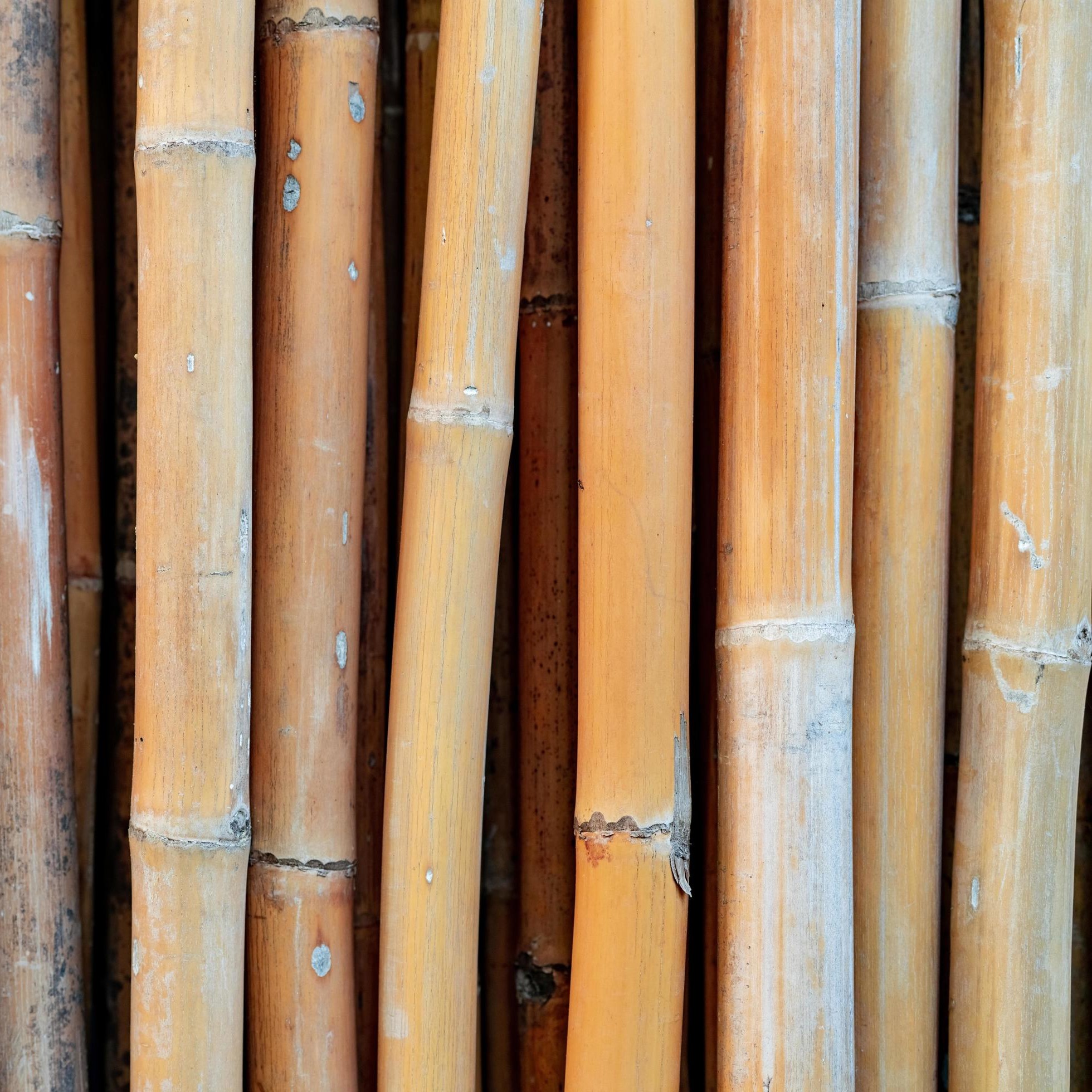 Starke Bambusstangen fr Pflanzsttzen  Naturgelb, gerade, langlebig