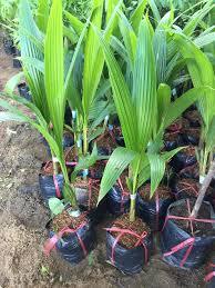 Mudas de coco vietnamitas de alta qualidade com preços razoáveis, cocos siameses anões têm muitos usos - Product Image 3