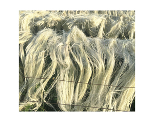 Fibre de sisal Fibre de sisal naturelle Autre fibre pour les fabricants d'extension de cheveux décolorés - Product Image 1
