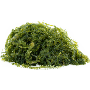 PROVEEDOR LÍDER-UVAS DE MAR SECAS/CAVIAR VERDE: EXCELENTE SABOR, ALTA CALIDAD - Product Image 4