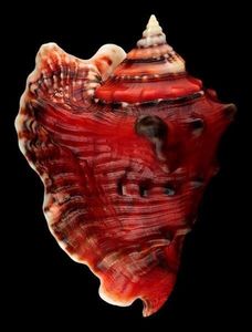 Técnica pulida de conchas marinas al azar, artesanía natural vietnamita al por mayor - Product Image 5