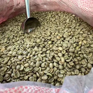 Vietnam Robusta kahve yeşil fasulye toptan yeşil fasulye kahve için dünya çapında ihracat hazır