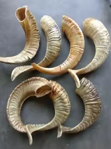 100% Corne de buffle naturelle de haute qualité, polie, écologique, forme naturelle, décoration d'intérieur et objet de collection par Saniya Handicraft - Product Image 3