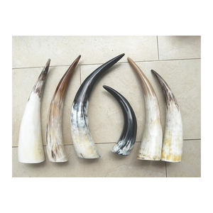 Cuerno de vaca al por mayor suministrado para grandes compradores y distribución a gran volumen - Product Image 6