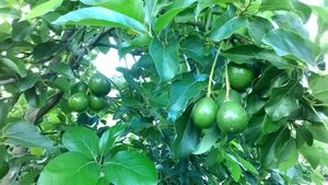 Feuilles d'avocat séchées en gros pour les fabricants de produits alimentaires, de boissons et de thé - Product Image 3