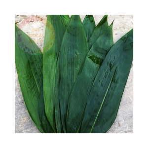 Hojas de bambú al por mayor: naturales, sostenibles e ideales para compradores a granel que buscan productos orgánicos de alta calidad - Product Image 4