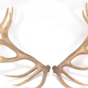 Astas de Ciervo Rojo de la Mejor Calidad, Astas de Ciervo Rojo en Venta - Product Image 1