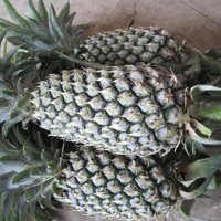 Groothandel Vietnam Ananas Vers Fruit Natuurlijke Vietnamese Exporteur voor Export Lage Prijs Vietnamese Ananas 10-12cm 1,5kg