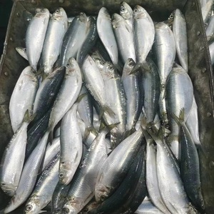 Xuất xứ <span class=keywords><strong>SARDiNE</strong></span> xuất khẩu hàng đầu bán Chất lượng cao low-carb 8cm đông lạnh sardinops <span class=keywords><strong>sagax</strong></span> <span class=keywords><strong>SARDiNE</strong></span> mồi cho xuất khẩu - Product Image 1
