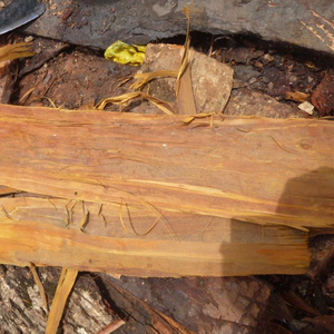 Enatia Chlorantha Herbal <b>Extract</b> Wild Resin with Antimalarial Antimicrobial & Anti-inflammatory Properties - Product Image 2