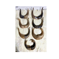Par de cuernos de cabra Natura Shofar Oferta emocionante Cuerno de Rosh Hashanah para tamaño personalizado Precio barato con venta
