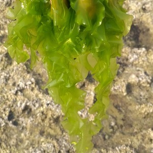 ULVA LACTUCA/SOPORTE DETOX/ETIQUETA LIMPIA/CRUDO Y NATURAL - Product Image 1