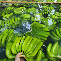 PLÁTANO VERDE CAVENDISH FRESCO AL POR MAYOR CON PRECIO ATRACTIVO VIETNAM FRESCO W/A: 0084909740687