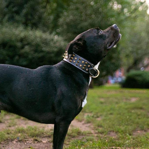 Elegante Collar de Cuero Premium para Perro con Acabado de Tachuelas, Diseño Simple y Lujoso, para Perros Pequeños y Grandes, Duradero, Transpirable y Ecológico - Product Image 4